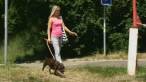 ill-mannered dog