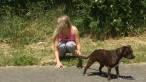 ill-mannered dog