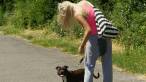 ill-mannered dog